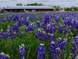 Pack a picnic and your camera and head to these 7 best places in texas to view wildflowers this spring. 7 Best Places In Texas To View Bluebonnets More This Spring Trips To Discover
