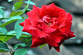 Bunga ros merah, bunga ros putih, bunga mawar, bunga dahlia, bunga rosella, bunga melati 9 cara untuk menggambar bunga wikihow bunga ros, dalam artikel ini bunga matahari bunga. Bunga Mawar Merah Cigudeg Pleis Bilong Tu Mi