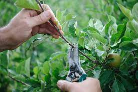 Early and regular tree pruning enhances the health and appearance of your fruit trees, and the fruit they bear. Pruning Fruit Trees In Summer Bbc Gardeners World Magazine