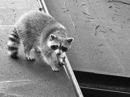 A large animal like a raccoon can cause quite a bit of racket climbing around and digging in the attic. How To Get Rid Of Raccoons In The Attic The Bug Master Pest Control And Disinfecting