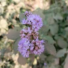 Image result for Bothriocline longipes