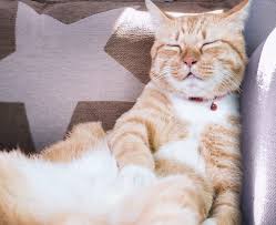 Clinic, doctor, pharmacy, hospital or dentist. Vca Careclub Bellevue Wa Vca Bellevue Veterinary Hospital