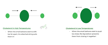 Why Does The Cholesterol Keep A Membrane Fluid At A Low Temperature? - Quora