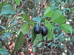 Image result for Cryptocarya