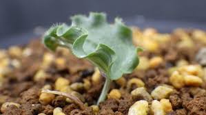 Image result for Eriospermum mackenii