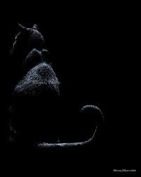 Black And White With One Color Drawing Realistic Animal Art Portfolio By Sidney Eileen Black Paper Drawing Black White Art Black Paper