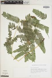 Image result for Pteris catoptera
