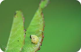 We did not find results for: Identifying And Eliminating Sawfly Larvae On Roses