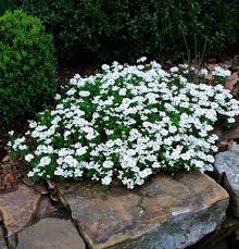 Mother Earth Living Plants Border Plants Garden Shrubs