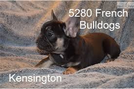 Akc french bulldog puppies for sale ~ akc french bulldog breeder. Kenzie French Bulldog Puppy For Sale Near Colorado Springs Colorado 196bdd7c 8731