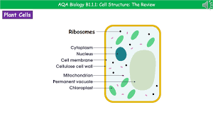Maybe you would like to learn more about one of these? Aqa Biology B1 1 1 Cell Structures Youtube