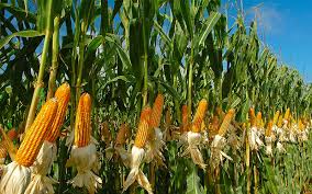 Image result for Zea mays