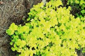 Use ground oregano when you want the pungent warmth but not the visual element of the leaves in we love how ground oregano's peppery flavor pairs with a little char from the grill. Https Www Motherearthliving Com Gardening Herbal Groundcovers