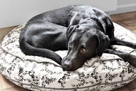 It was for sure a hunk of something rubbery and opaque. Pet Health Questions Cat And Dog Advice