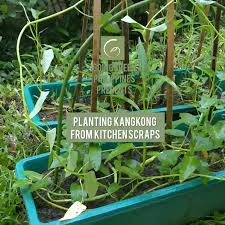 Check spelling or type a new query. Growing Kangkong From Kitchen Going Green Philippines
