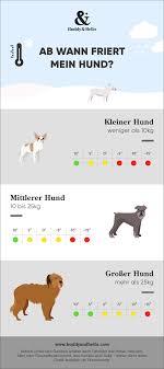 Hunde Im Winter Buddy Bello In 2020 Hunde Kleine Hunde Hundehaltung