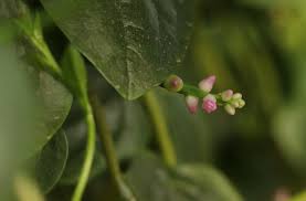 Image result for Basellaceae
