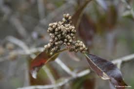 Image result for Heteropyxidaceae