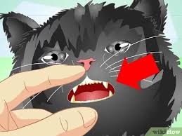 Assess whether your cat might have a medical condition that is affecting its breath. 3 Ways To Get Rid Of Bad Cat Breath Wikihow