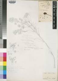 Image result for Osyris compressa