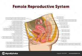 Education Chart Of Biology For Female Reproductive System