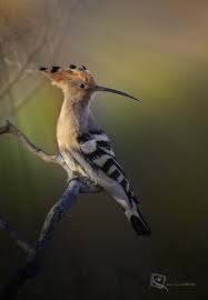 Name Birds That Start With F Hoopoe Bird By Ali M Alamrad On 500px Nikon D800 F 5 6 1 250s 400mm Iso200 1000 1443px Rating 99 7 Photographer Ali M Alamrad Qa Kus Hayvanlar Doga