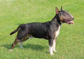 The average cost for all bull terriers. Bull Terrier Miniature Breeds