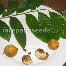 Image result for Casearia