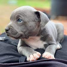 Pin On American Pitbull Terrier Puppy