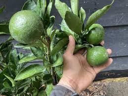 柑橘 果樹苗 小原紅早生 赤いみかんの木 植木、庭木