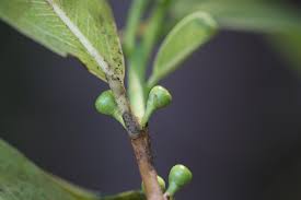 Image result for Ficus verruculosa