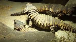 The species is endemic to desert areas along the western coast of south africa. Breeding Behavior Of Ouroborus Cordylus Cataphractus Youtube