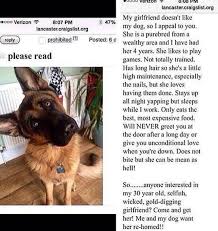 Buy a puppy and bring him/her to your home. German Shepherd Puppies Missouri Craigslist Pets Lovers