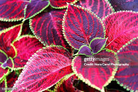 Image result for Coleus scutellarioides