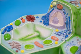 Check spelling or type a new query. 29 994 Plant Cell Photos Free Royalty Free Stock Photos From Dreamstime