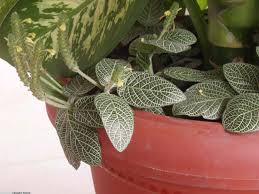 Image result for Pandiaka welwitschii