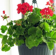 Geranium Geraniums Red Geraniums Flowers