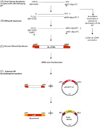 What is cdna library 3. Schematic Representation Of The Cdna Library Construction Method Download Scientific Diagram