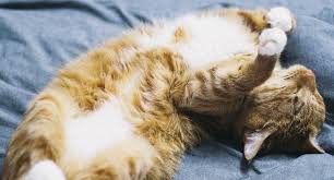 Making homemade cat food is usually described as being very difficult to do, but that's one of the biggest lies ever told. Best Cat Foods For Sensitive Stomachs 2021