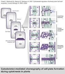 Check spelling or type a new query. Geitmann Lab On Twitter If You Work On Plant Cell Walls The Cytoskeleton Plant Development Or Plant Cell Biology You Might Find Our Review On Cytoskeletal Control Of Cell Wall Assembly Useful