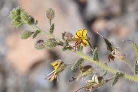 Image result for Cleome monophylloides