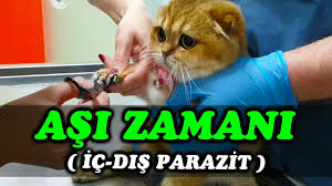 Mila Icin Asi Zamani Ic Dis Parazit Asisi Youtube
