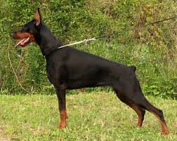 Short haired dogs still need to be brushed and will shed when the seasons change. Short Haired Dog Breeds Large Size Dog Breed Finders Doberman Pinscher Protective Dogs Aggressive Dog Breeds