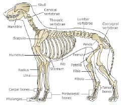 I don't have an issue feeding rabbit, quail, chicken, or duck leg bones because they are easy to grind, which, to me, means that they're easy for my dogs to. Bone And Joint Tumors In Dogs East Paulding Animal Hospital