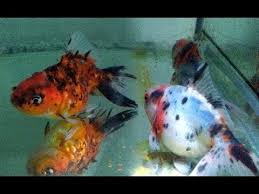 Step By Step How To Breed Goldfish In Aquarium Natural Way Youtube