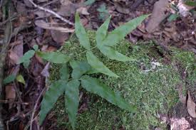 Image result for Blechnum attenuatum