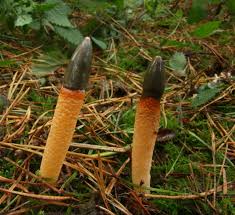 Image result for Mutinus caninus