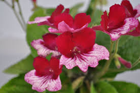 Image result for Streptocarpus aff. michelmorei