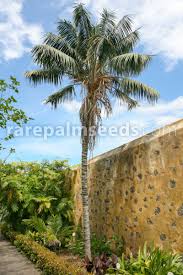 We have several mature palm trees in our garden, so now & again some of the older leaves sag and. Howea Forsteriana Kentia Palm Buy Seeds At Rarepalmseeds Com