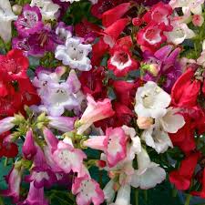 Penstemon Cobaea Wedding Bells